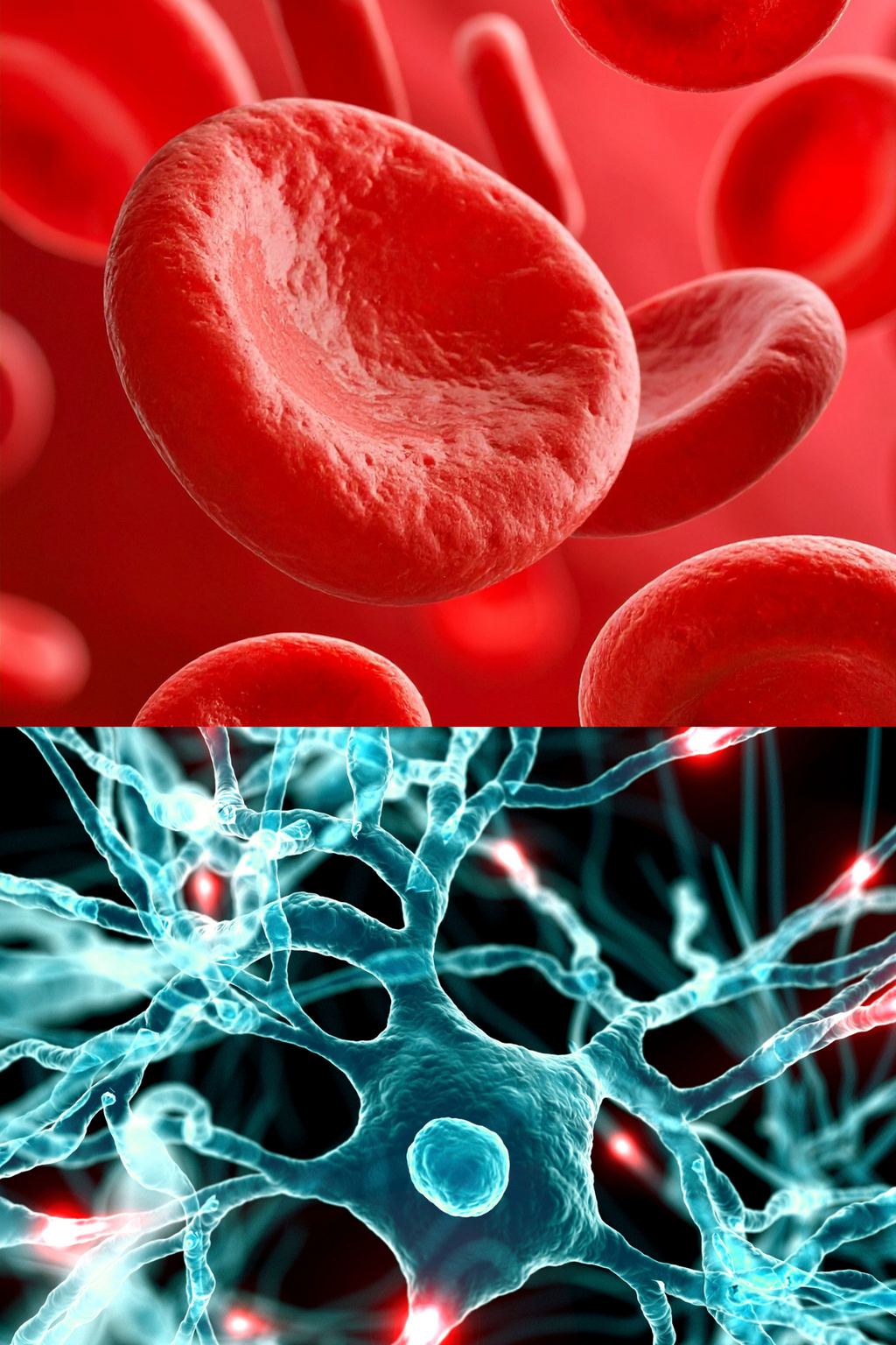 BIO 160 Introduction to Anatomy & Physiology