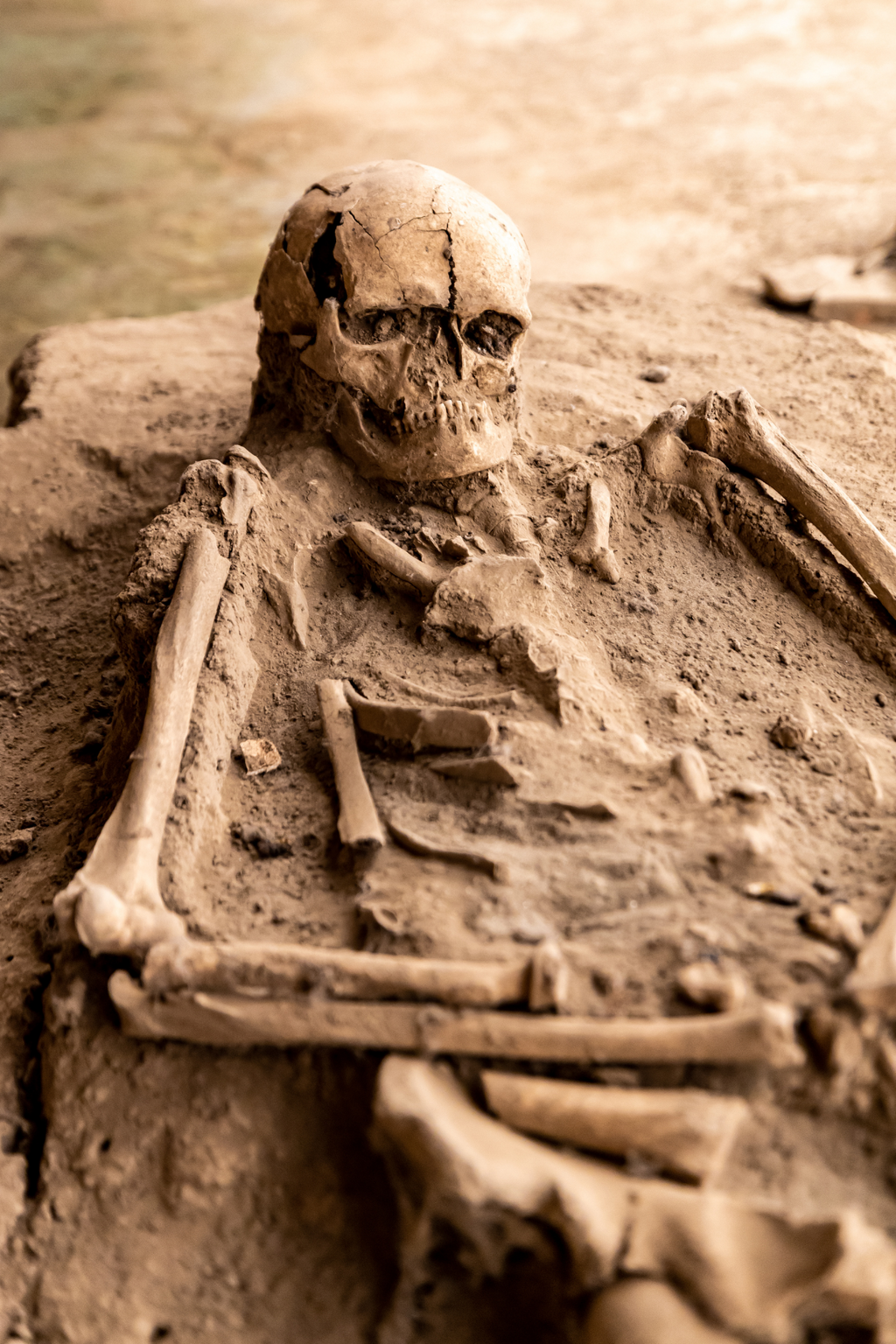 ASM 246 Paleoanthropology: Human Origins