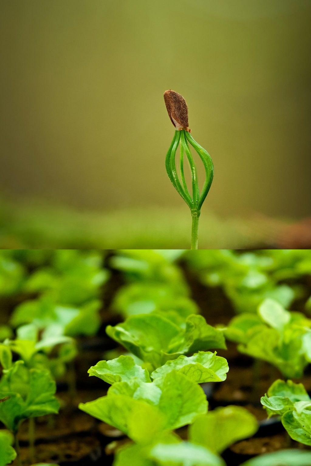 BIO 130  Introduction to Environmental Science