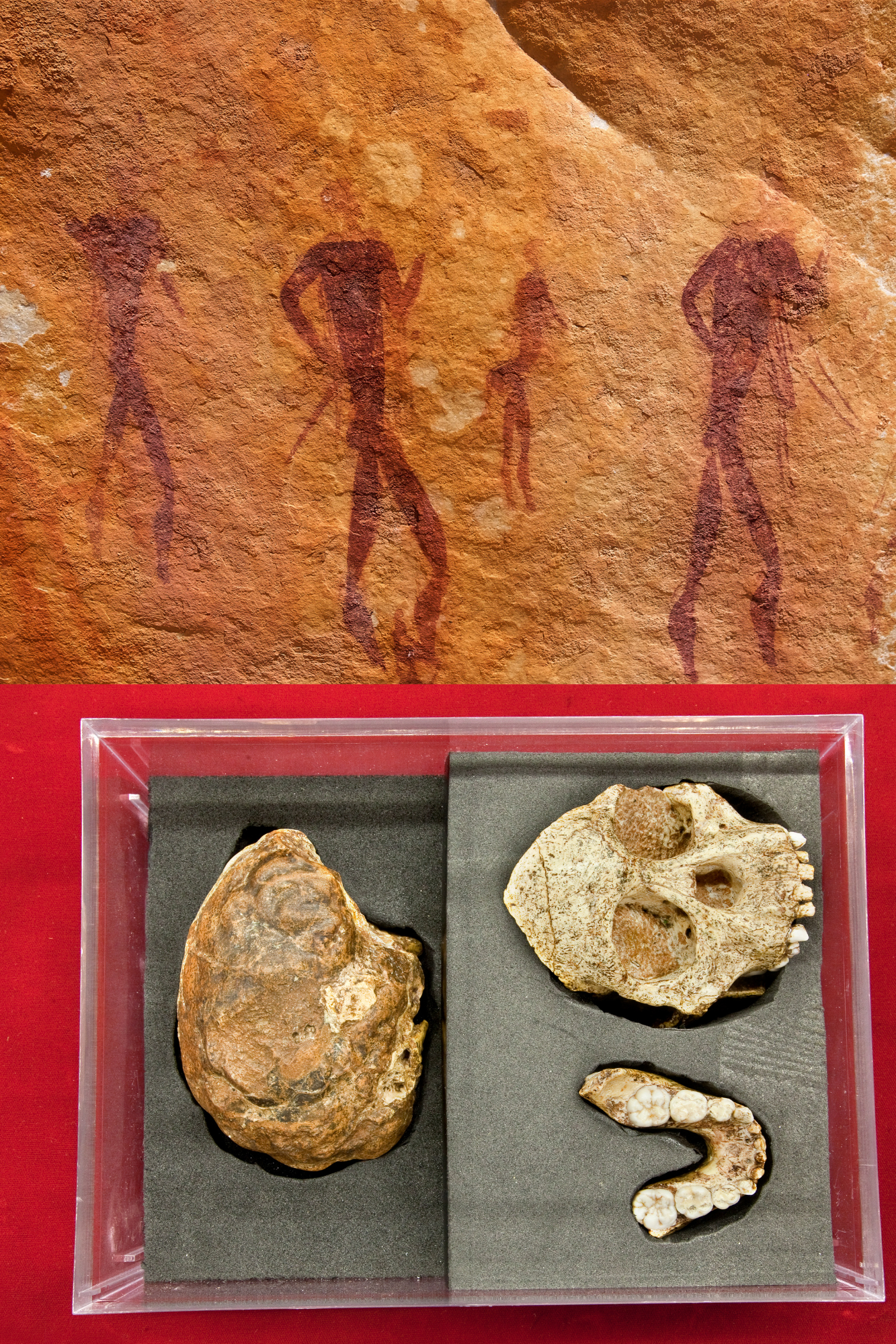 ASM 246 Paleoanthropology: Human Origins