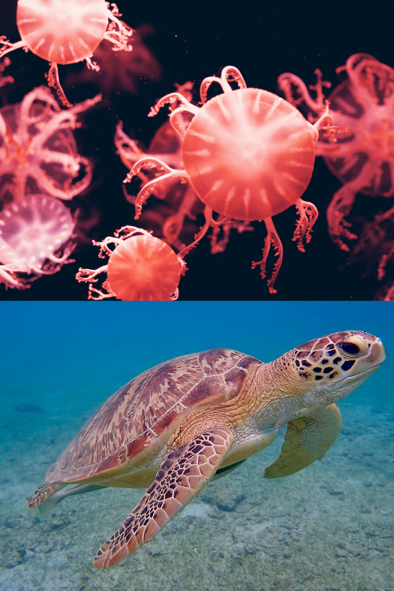 BIO 100  Biology: The Living World