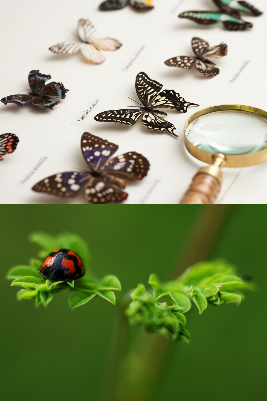 BIO 100  Biology: The Living World