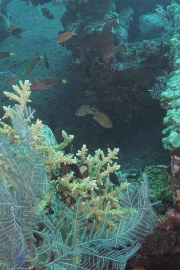 BIO 145 Introduction to Marine Biology