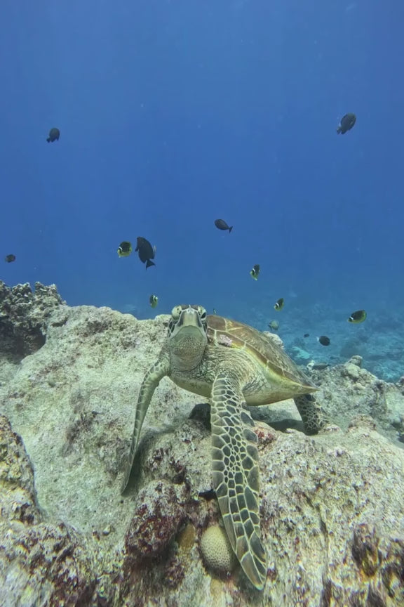 BIO 100  Biology: The Living World